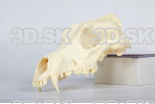 Skull Dog 0009
